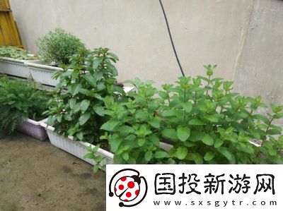 探索温暖香草的秘密所在