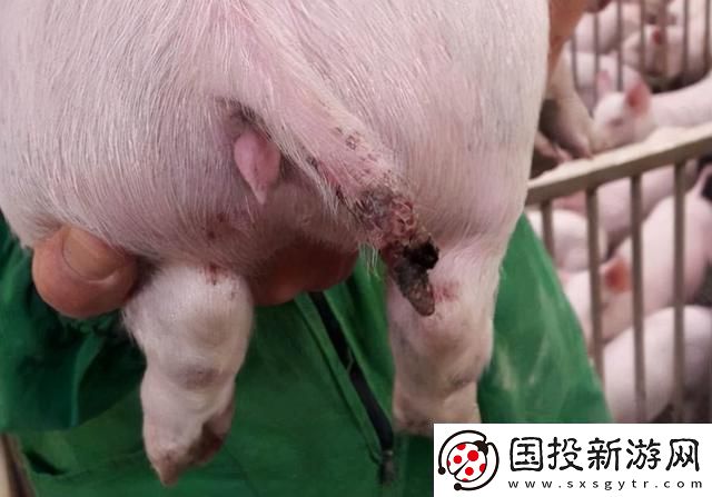 人猪又细又长像钻头一样图片