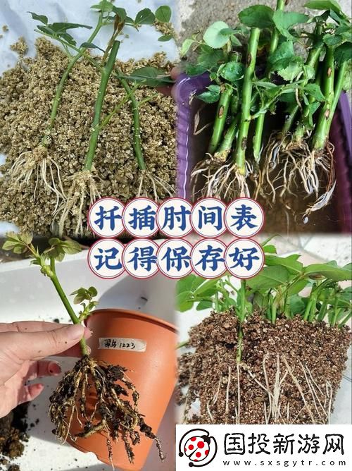 探索“在床上的72种扦插方法”的多样技巧与创意