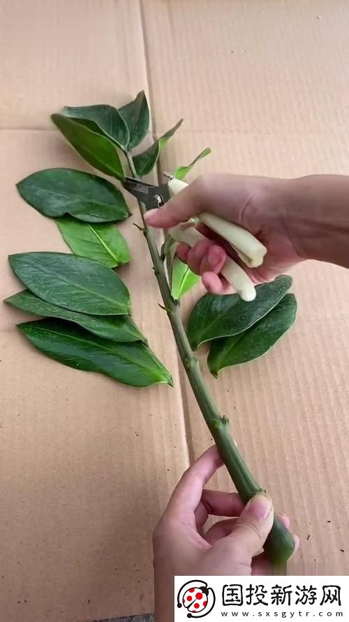 探索女性坐着扦插BB的好处