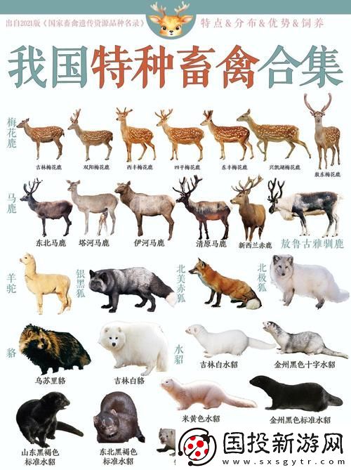 人与马畜禽corporation翻译