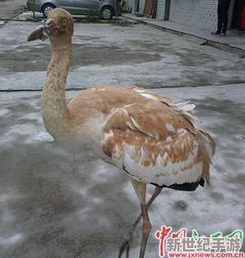 动物黄色片网友推荐这部影片以其生动的画面和真实的动物行为吸引了众多观众适合喜欢自然纪录片的人观看