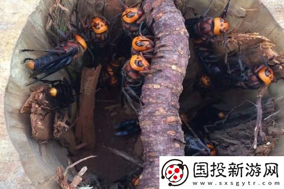 探索色蜂视频的魅力与新时尚