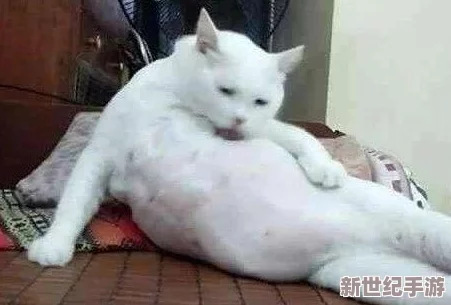 舔的好舒服网友推荐这篇文章内容生动有趣让人忍不住想要一读再读绝对值得分享给朋友们一起享受这种乐趣