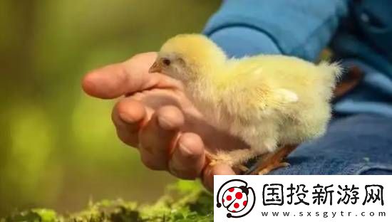 印度一男子因生吞小鸡窒息而亡