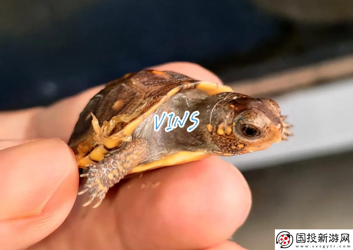 大龟慢慢挺进张娟征的休