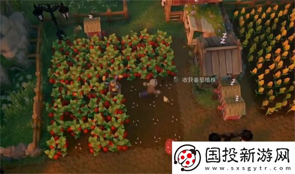 露玛岛优先种植的10种农作物有哪些