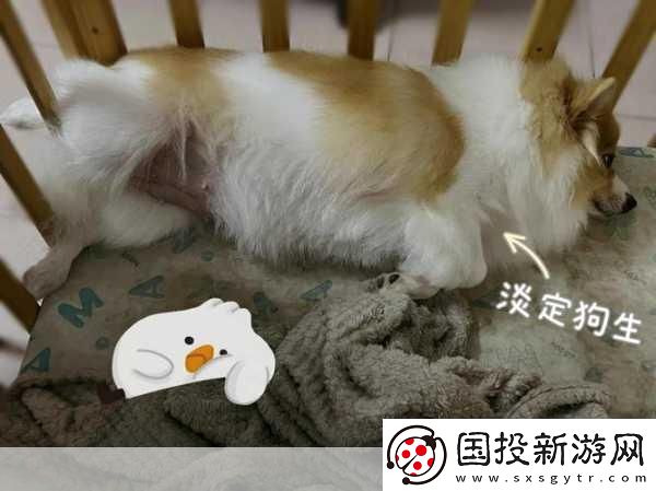 老公不在家狗狗的东西能要吗