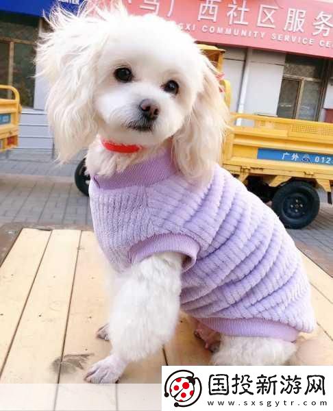 老公不在家狗狗的东西能要吗