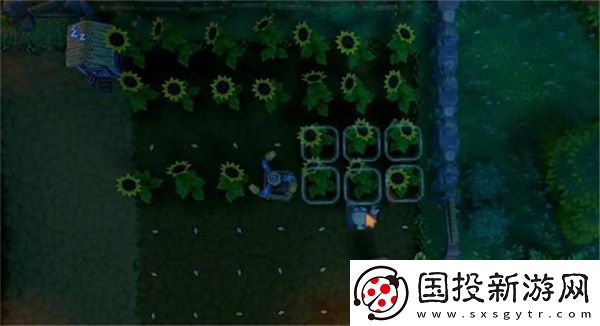 露玛岛优先种植的10种农作物有哪些