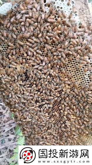 探索观看新趋势