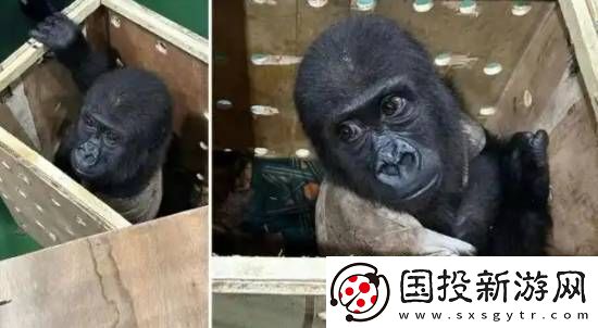 土耳其机场发现被**的大猩猩幼崽