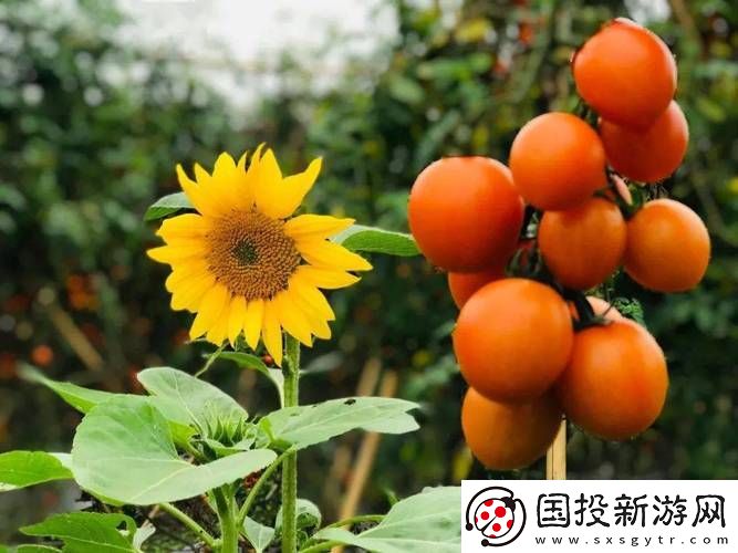 色多多草莓丝瓜樱桃秋葵榴莲