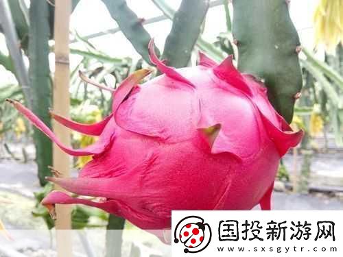 成品站W灬源码火龙果不仅画质清晰还流畅