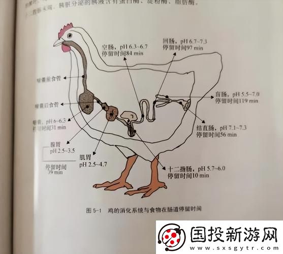 超级肉禽系统来袭