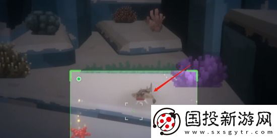 潜水员戴夫红唇蝙蝠鱼如何抓