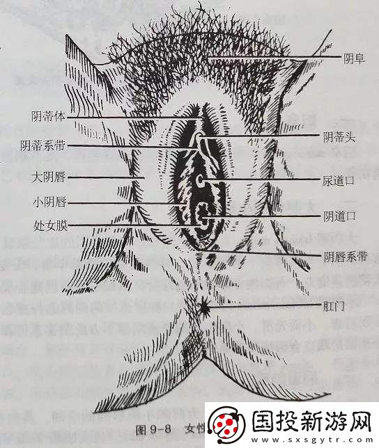探索“大荫蒂BBBBBB大荫蒂”的无穷魅力