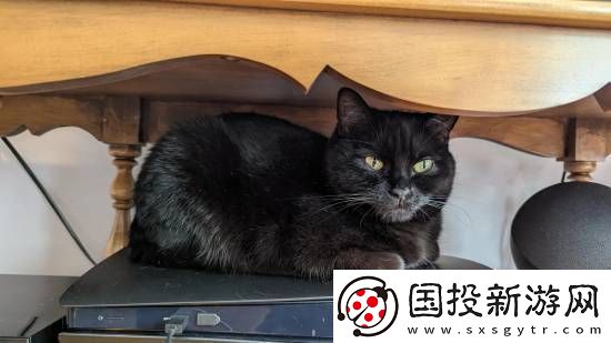 猫猫趴在PS5上不愿离开！玩家
