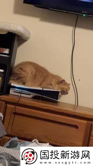猫猫趴在PS5上不愿离开！玩家