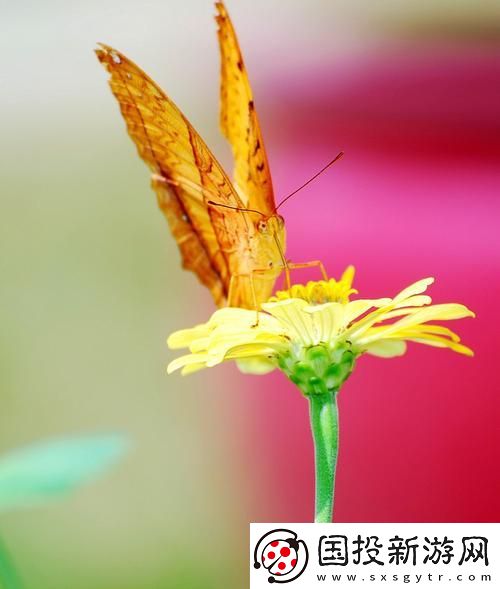 花蝴蝶免费看片大全