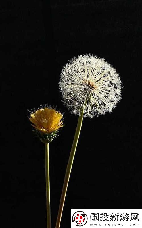 紫龙插花芯