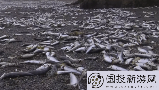 北海道一沙滩现大量死鱼
