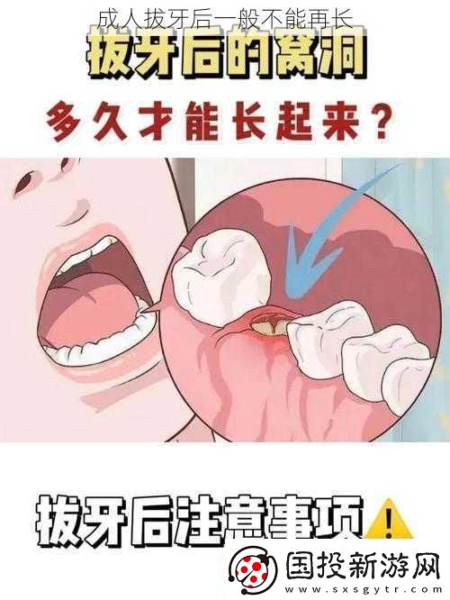 成人拔牙后一般不能再长