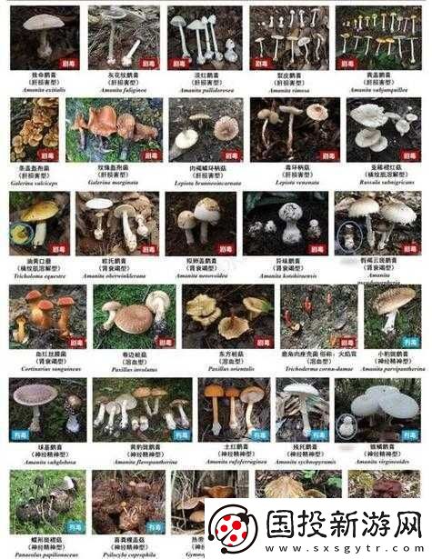 蘑菇科普