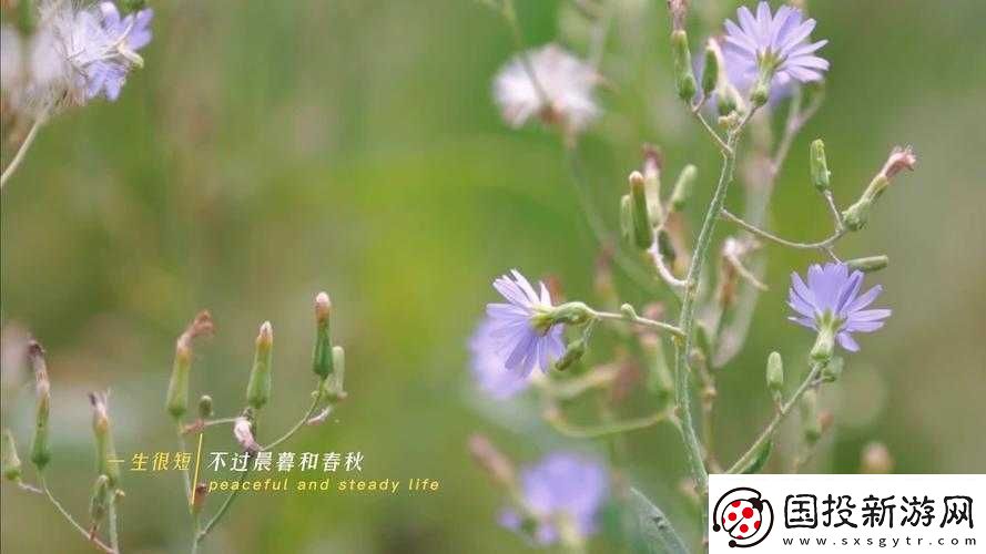 野花高清完整版免费观看视频大全