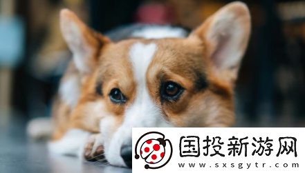 小它宠物社交平台下载