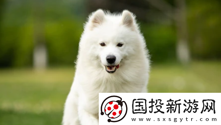 小它宠物社交平台下载