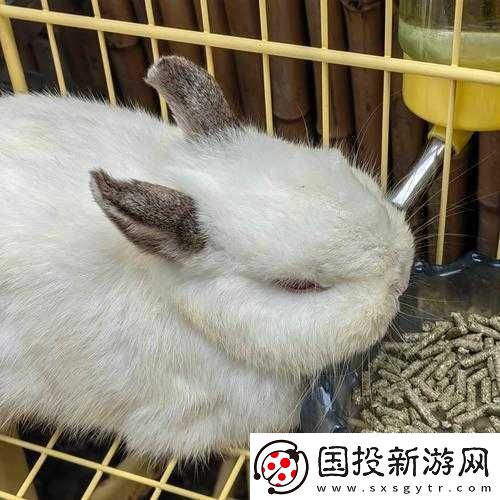 吃女朋友小兔兔的心理学分析探究其背后的深层意义与影响因素