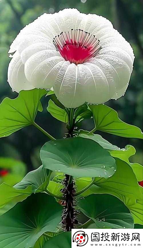 丝瓜草莓芭蕉向日葵