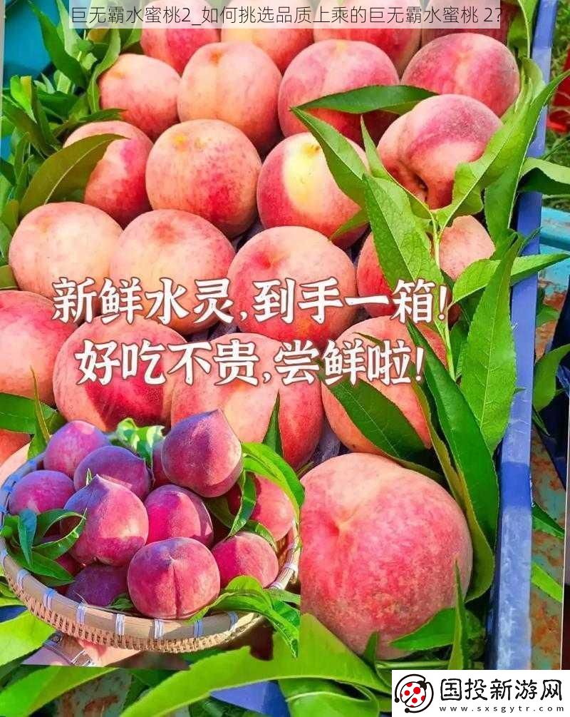 巨无霸水蜜桃2如何挑选品质上乘的巨无霸水蜜桃2