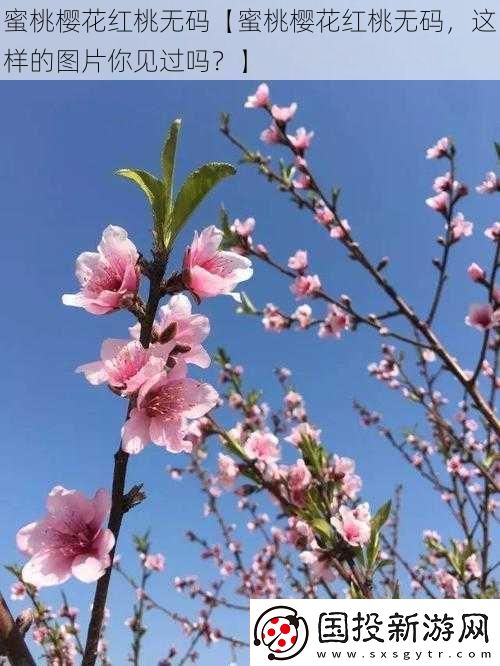 蜜桃樱花红桃**【蜜桃樱花红桃**