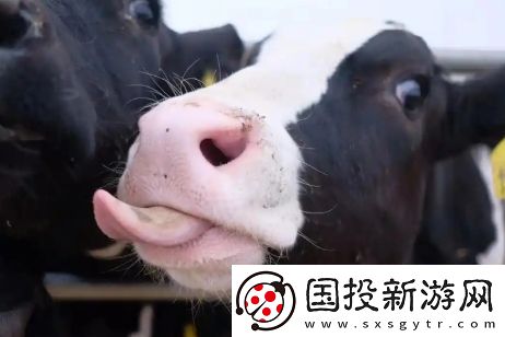 牛校出牛子是什么梗络用语