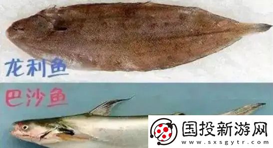 龙利鱼和巴沙鱼是一种鱼吗