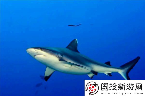 鲨鱼能够快速游动的秘密主要在于