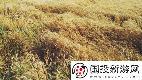 韩国朋友家的麦子